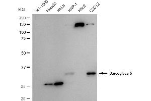 anti-Sarcoglycan, delta (35kDa Dystrophin-Associated Glycoprotein) (SGCD) antibody