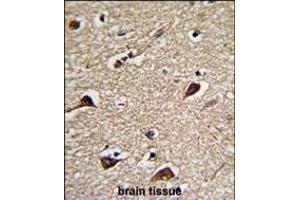 Formalin-fixed and paraffin-embedded human brain tissue reacted with PGLS Antibody (C-term), which was peroxidase-conjugated to the secondary antibody, followed by DAB staining. (PGLS antibody  (C-Term))