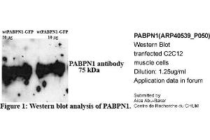 Western Blotting (WB) image for anti-Poly A Binding Protein Nuclear 1 (PABPN1) (N-Term) antibody (ABIN2778908) (PABPN1 antibody  (N-Term))