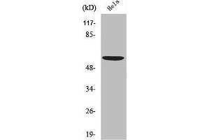 Western Blot analysis of HeLa cells using USP30 Polyclonal Antibody (USP3 antibody  (N-Term))