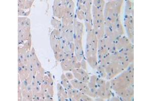 IHC-P analysis of Mouse Tissue, with DAB staining. (LAMa4 antibody  (AA 102-234))