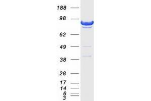 Validation with Western Blot (DLG3 Protein (Transcript Variant 1) (Myc-DYKDDDDK Tag))