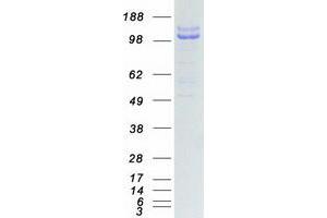 Western Blotting (WB) image for Sema Domain, Immunoglobulin Domain (Ig), Transmembrane Domain (TM) and Short Cytoplasmic Domain, (Semaphorin) 4D (SEMA4D) (Transcript Variant 1) protein (Myc-DYKDDDDK Tag) (ABIN2713347)