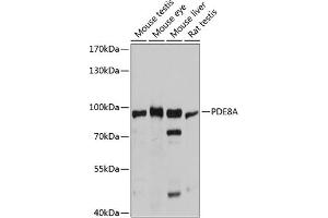 Western blot analysis of extracts of various cell lines, using PDE8A antibody (ABIN6132614, ABIN6145368, ABIN6145369 and ABIN6215780) at 1:3000 dilution. (PDE8A antibody  (AA 1-120))