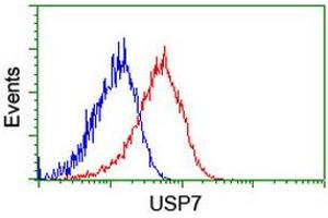 Image no. 2 for anti-Ubiquitin Specific Peptidase 7 (Herpes Virus-Associated) (USP7) antibody (ABIN1498592) (USP7 antibody)