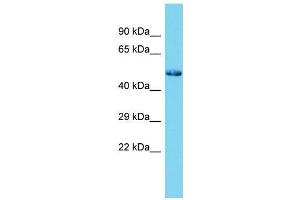 Host:  Rabbit  Target Name:  Sp7  Sample Type:  Rat Testis lysates  Antibody Dilution:  1.