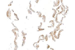 Immunocytochemistry (ICC) image for anti-Syndecan 1 (SDC1) (AA 23-251) antibody (ABIN7795739)