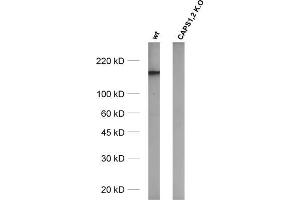 Western Blotting (WB) image for anti-Ca++-Dependent Secretion Activator (CADPS) (AA 18-107) antibody (ABIN1742520) (CADPS antibody  (AA 18-107))