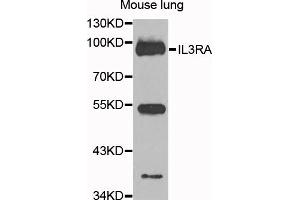 Western blot analysis of extracts of mouse lung, using IL3RA antibody (ABIN5972106) at 1/1000 dilution. (IL3RA antibody)