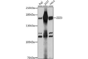 Western blot analysis of extracts of various cell lines, using ZZZ3 antibody (ABIN7271564) at 1:1000 dilution. (ZZZ3 antibody)