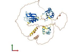 AlphaFold protein structure predicition of Mouse Recombinant Celf4 Protein, UniprotID Q7TSY6 (CELF4 Protein (AA 1-486) (His tag))
