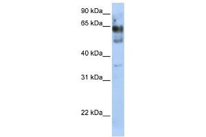 WB Suggested Anti-ZNF564 Antibody Titration:  0.