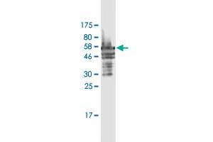 Western Blot detection against Immunogen (54. (FRG1 antibody  (AA 1-258))