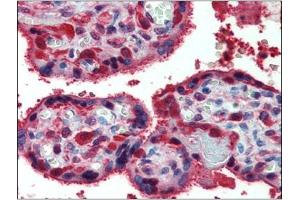 Immunohistochemistry: Human Placenta: Formalin-Fixed, Paraffin-Embedded (FFPE) (Peroxiredoxin 1 antibody  (Internal Region))