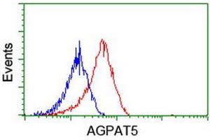 Image no. 1 for anti-1-Acylglycerol-3-Phosphate O-Acyltransferase 5 (Lysophosphatidic Acid Acyltransferase, Epsilon) (AGPAT5) antibody (ABIN1496497) (AGPAT5 antibody)