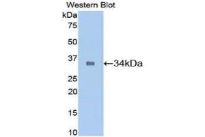 Western Blotting (WB) image for anti-Secreted Protein, Acidic, Cysteine-Rich (Osteonectin) (SPARC) (AA 18-302) antibody (ABIN1078416) (SPARC antibody  (AA 18-302))