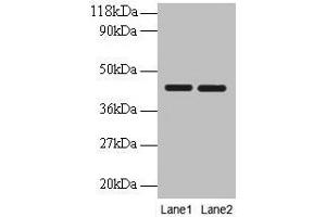 Western blot All lanes: BSG antibody at 2 μg/mL Lane 1: EC109 whole cell lysate Lane 2: 293T whole cell lysate Secondary Goat polyclonal to rabbit IgG at 1/10000 dilution Predicted band size: 43, 30, 20, 23 kDa Observed band size: 43 kDa (CD147 antibody  (AA 138-321))