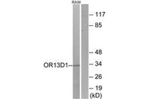 Western blot analysis of extracts from RAW264. (OR13D1 antibody  (AA 231-280))