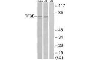 Western blot analysis of extracts from HeLa/Jurkat cells, using TF3B Antibody.