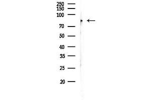anti-Synaptic Vesicle Glycoprotein 2C (SV2C) (Internal Region) antibody