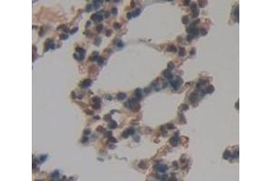 Figure. (SIRT7 antibody  (AA 135-274))