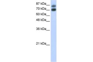Western Blotting (WB) image for anti-Heterogeneous Nuclear Ribonucleoprotein U-Like 1 (HNRNPUL1) antibody (ABIN2462236) (HNRNPUL1 antibody)