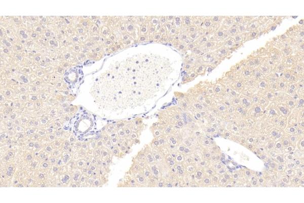 Osteoprotegerin antibody  (AA 22-281)