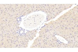 Detection of OPG in Mouse Liver Tissue using Polyclonal Antibody to Osteoprotegerin (OPG) (Osteoprotegerin antibody  (AA 22-281))