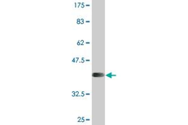 APOL6 antibody  (AA 1-76)