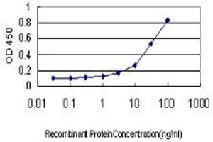 Detection limit for recombinant GST tagged PHKG1 is approximately 1ng/ml as a capture antibody. (PHKG1 antibody  (AA 1-387))