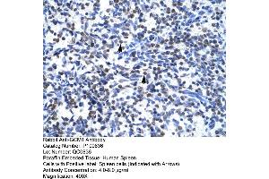 Human Spleen (GCM1 antibody  (N-Term))