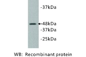 Image no. 1 for anti-Kinase D-Interacting Substrate, 220kDa (KIDINS220) antibody (ABIN1112816) (KIDINS220 antibody)