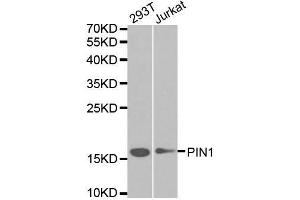 Western blot analysis of extracts of various cell lines, using PIN1 antibody. (PIN1 antibody  (AA 1-163))
