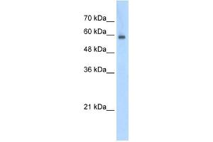 EIF4G3 antibody used at 0. (EIF4G3 antibody  (N-Term))