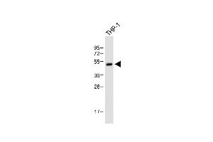 RBPJL antibody  (N-Term)