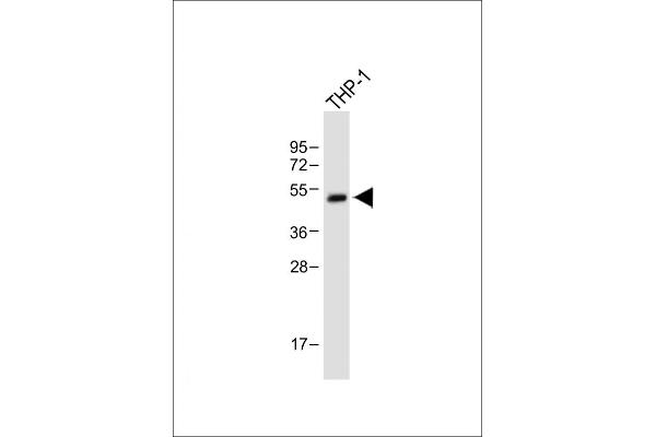 RBPJL Antikörper  (N-Term)