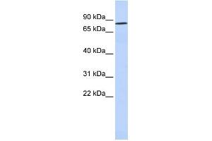 WB Suggested Anti-POU6F2 Antibody Titration: 0. (POU6F2 antibody  (N-Term))