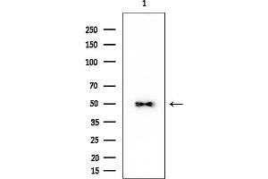 Western blot analysis of lysates from HUVEC cells, using ARMC6 Mouse Monoclonal Antibody at 1/1000 dilution.
