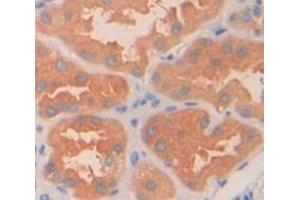 IHC-P analysis of Human Tissue, with DAB staining. (Arylsulfatase B antibody  (AA 81-533))