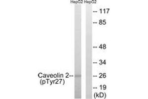Western blot analysis of extracts from HepG2 cells treated with EGF 200ng/ml 5' , using Caveolin 2 (Phospho-Tyr27) Antibody.
