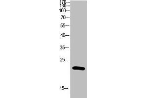 IL-31 antibody  (AA 21-70)