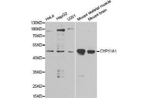 Western blot analysis of extracts of various cell lines, using CYP11A1 antibody. (CYP11A1 antibody  (AA 40-320))