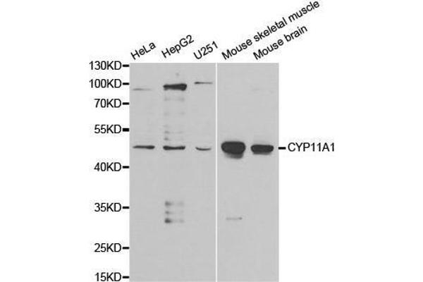 CYP11A1 anticorps  (AA 40-320)