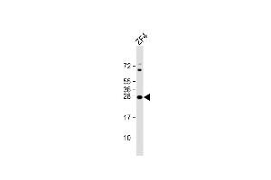 Anti-DANRE ywhag1 Antibody (Center) at 1:8000 dilution + ZF4 whole cell lysate Lysates/proteins at 20 μg per lane. (14-3-3 gamma antibody  (AA 137-162))