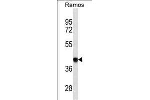 HLA-B Antibody (ABIN1539972 and ABIN2850473) western blot analysis in Ramos cell line lysates (35 μg/lane). (HLA-B antibody  (AA 62-90))