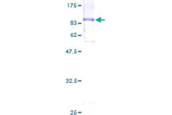 PHF17 Protein (AA 1-509) (GST tag)