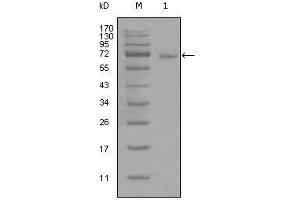Western blot analysis using STAT3 mouse mAb against full-length STAT3-His recombinant protein (1). (STAT3 antibody)
