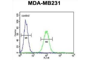 Flow Cytometry (FACS) image for anti-Cathepsin F (CTSF) antibody (ABIN3002689) (Cathepsin F antibody)