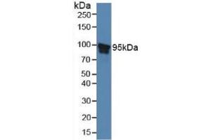 Figure. (STAT5B antibody  (AA 497-749))