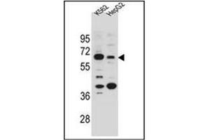 Western blot analysis of NHEDC1 Antibody (N-term) in K562 and HepG2 cell line lysates (35ug/lane).